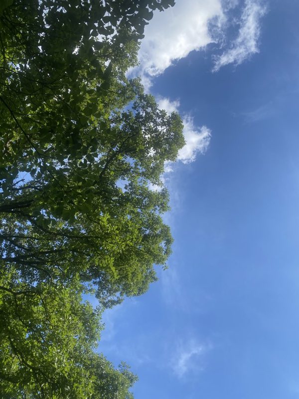 A tree canopy against blue sky